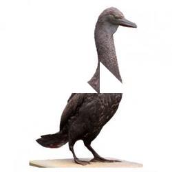 Bird Animal Base Scan