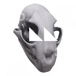 Skull Animal Base Scan