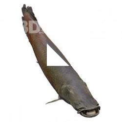 Fish Animal Base Scan
