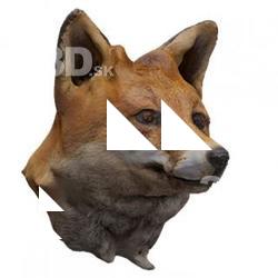 Fox Head Animal Base Scan