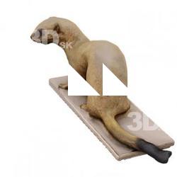 Weasel Animal Base Scan