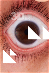 Franco Chicote HD Eyes