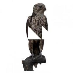 Falcon Animal Base Scan