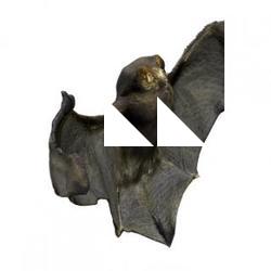 Bat Animal Base Scan