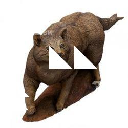 Cat Animal Base Scan