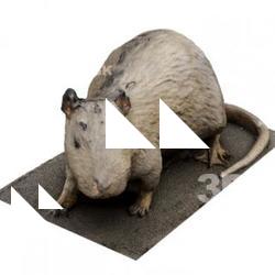 Nutria Animal Base Scan