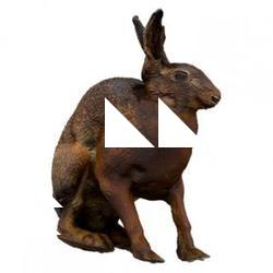 Hare Base Animal Scan