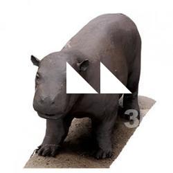 Hippopotamus Base Animal Scan