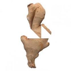 Food_Ginger_Root_3D_Scan