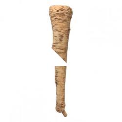 Food_Parsley_Root_3D_Scan