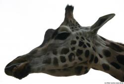 Head Giraffe