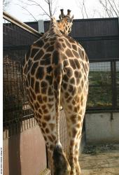 Bottom Giraffe