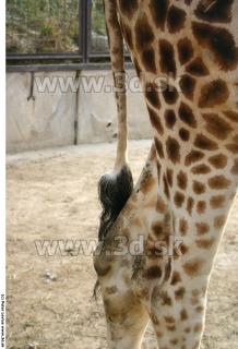 Giraffe 0024