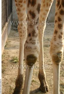 Giraffe 0029