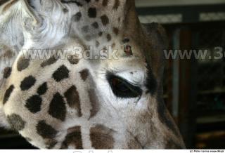 Giraffe 0064