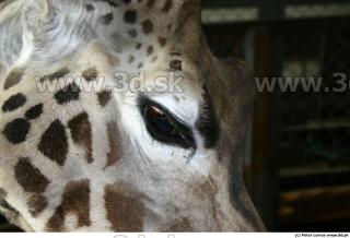 Giraffe 0065