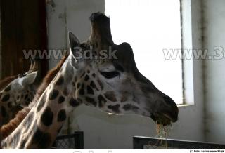 Giraffe 0073