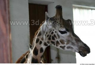 Giraffe 0074