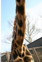 Neck Animation references Giraffe