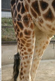 Giraffe poses 0024