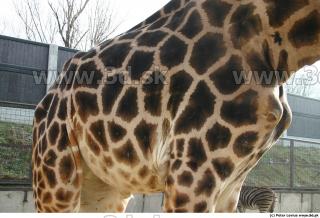 Giraffe poses 0030