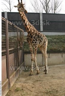 Giraffe poses 0033