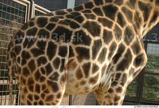 Giraffe poses 0035