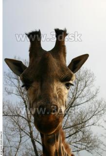 Giraffe poses 0036