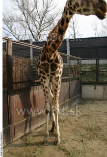 Giraffe poses 0037