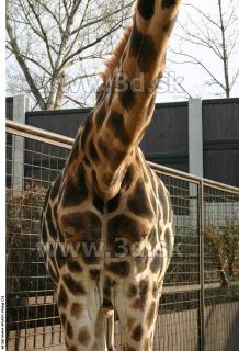 Giraffe poses 0038