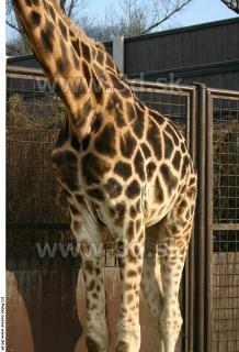 Giraffe poses 0039