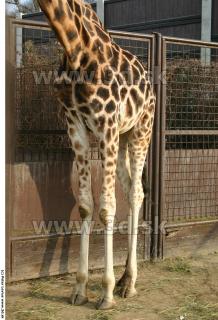 Giraffe poses 0040