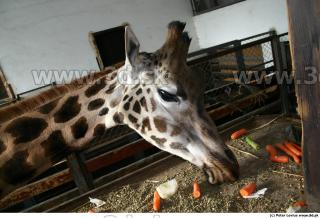 Giraffe poses 0046