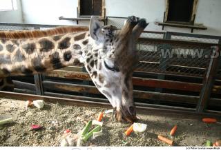 Giraffe poses 0050