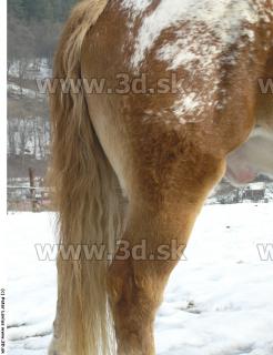 Horse 0025