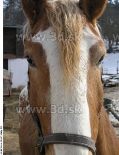 Horse 0181