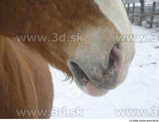 Horse 0185