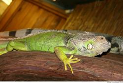 Whole Body Iguana