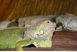 Head Iguana