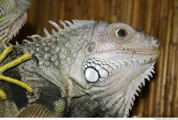 Head Iguana