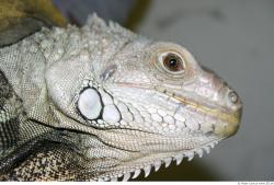 Head Iguana