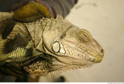 Head Iguana