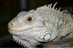 Head Iguana