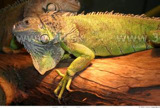 Iguana 0024