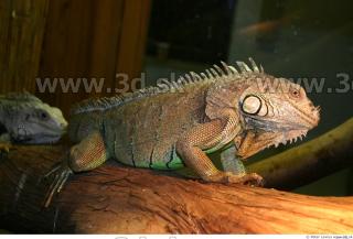 Iguana 0037