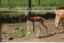 Whole Body Antelope