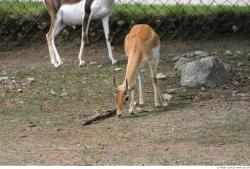 Whole Body Antelope