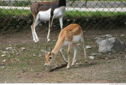 Whole Body Antelope