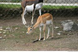 Whole Body Antelope