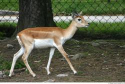 Whole Body Antelope